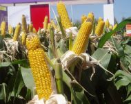 expoagro2010-15