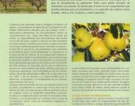 Nota-aplicacion-foliar-de-boro-en-fruticultura